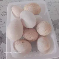 تخم بوقلمون