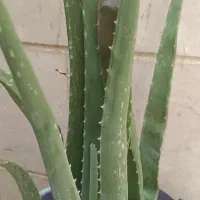 آلوورا وسانسوریا