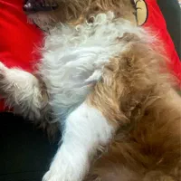 سگ نر ۶ماهه نژاد میکس اشپیتز و شیتزو