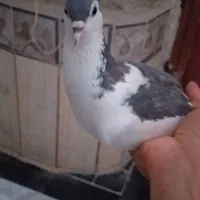 مجسمه خوب