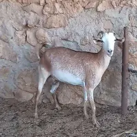 ۳راس بز مورسیا پاکستانی بندری|حیوانات مزرعه|شیراز, ارم|دیوار