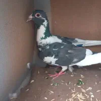 کبوتر|پرنده|سراوان, |دیوار