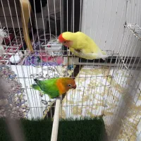 طوطی کتوله|پرنده|بندرعباس, |دیوار