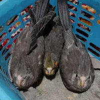 جوجه عروس هلندی رام و دستی نژاد سخنگو