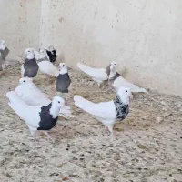 طوقی|پرنده|ایلام, |دیوار