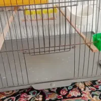 قفس پرنده وعروس هلندی|لوازم جانبی حیوانات|کرمان, |دیوار