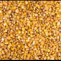 ذرت خارجی درجه یک