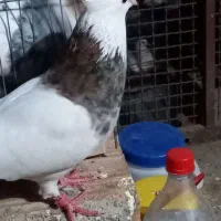 طوقی|پرنده|مینودشت, |دیوار