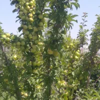 باغ گلابی ۵۰۰ متر