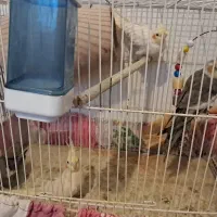 یک جفت عروس هلندی مولد با دو جوجه