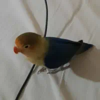 جوجه کوتوله برزیلی سرلاکی
