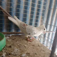 یک جفت سفیدودوکت نر|پرنده|میناب, |دیوار