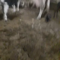 گاو|حیوانات مزرعه|آران و بیدگل, |دیوار