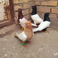 سینه کله ماده 5عدد