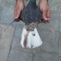 کفترشهری|پرنده|شیراز, شاپورجان|دیوار