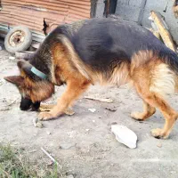 واگذاری ژرمن ماده|سگ|رشت, حومه رشت|دیوار