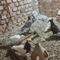 کفتر فروشی|پرنده|کاشمر, |دیوار