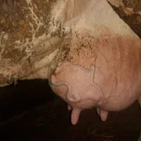 گاوهلیشتان صنعتی تازه زاییده شیر ۲۷کیلودوقلوزا