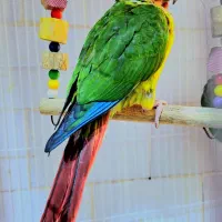 *پرنده سـرای کاکـادو*|پرنده|سنندج, |دیوار