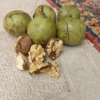 فروش گردو سبز