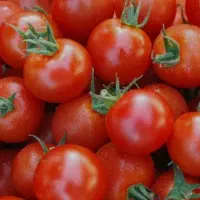 آبگیری گوجه و فروش گوجه