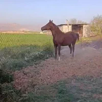 اسب مادیان دره شوری