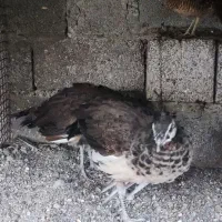 جوجه طاووس ماده هندی