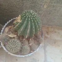 کاکتوس|گل و گیاه طبیعی|شاهرود, |دیوار