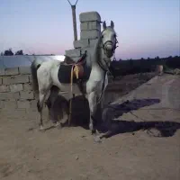 اسب|اسب و تجهیزات اسب‌سواری|زاهدان, |دیوار