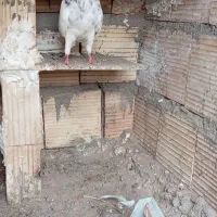 کبوتر تیدی ماده
