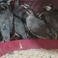 پرنده پرورشی