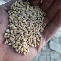 گندم پیشگام و گندم دیم برا بذری معاوضه هم هست|خدمات باغبانی و درختکاری|اراک, |دیوار