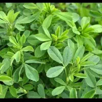 پرس یونجه چن چهارم|حیوانات مزرعه|بروجرد, |دیوار