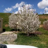 سویت ویلا باغ اجاره روزانه|اجارهٔ کوتاهمدت ویلا و باغ|مهاباد (آذربایجان غربی), |دیوار