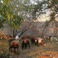 بره و بز و بزغاله