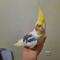 عروس هلندی
