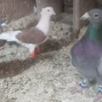 کفتر|پرنده|تربت‌حیدریه, پائین ولایت|دیوار