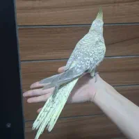 عروس هلندی گلباقالی