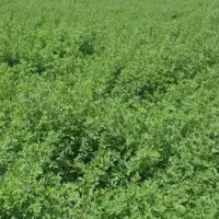 یونجه چین سوم