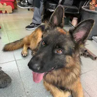 سگ پیدا شده