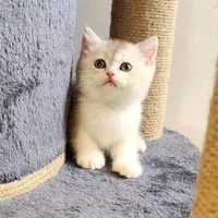 مجموعه گربههای زیبا و بغلی (پرشین اسکاتیش بریتیش)|گربه|اهواز, کیانپارس |دیوار
