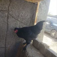 خروس|حیوانات مزرعه|مشهد, شهرک صنعتی توس|دیوار