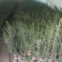 نهال های با کیفیت و اصلاح شده|خدمات باغبانی و درختکاری|تربت‌حیدریه, میدان مرکزی|دیوار