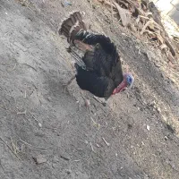 بوقلمو فروشی