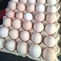 تخم مرغ محلی درشت تضمینی