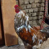مرغ خروس دورگ سالم وسرحال