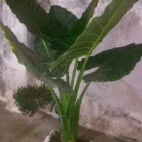 فروش گل بابا آدم|گل و گیاه طبیعی|رشت, ولکس|دیوار