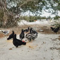 مرغ و خروس گلین