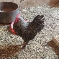 خروس نژاد برهما و امروک|حیوانات مزرعه|مشهد, شهرک مهرگان|دیوار