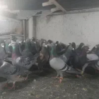 ۴۰۰ تا پرنده فروشی